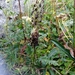 Pedicularis compacta - Photo (c) Павел Голяков, some rights reserved (CC BY-NC), uploaded by Павел Голяков