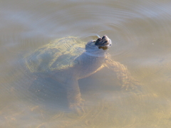 Chelydra serpentina