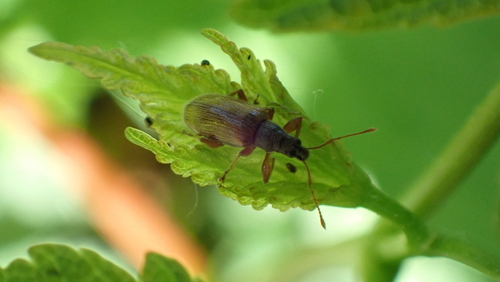 Brown Leaf Weevil, Nieuwegein, Nederland, photo 8 of 10