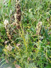 Pedicularis compacta