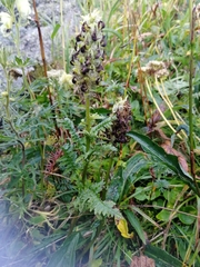 Pedicularis compacta