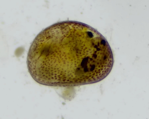 Ilyocypris gibba