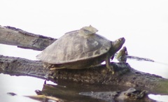 Graptemys sabinensis