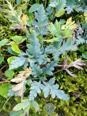 Papaver pseudocanescens
