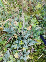Papaver pseudocanescens