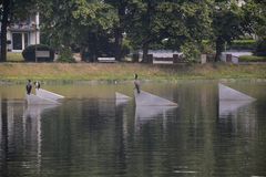 Phalacrocorax carbo