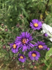 Symphyotrichum novae-angliae