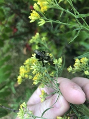Bombus impatiens