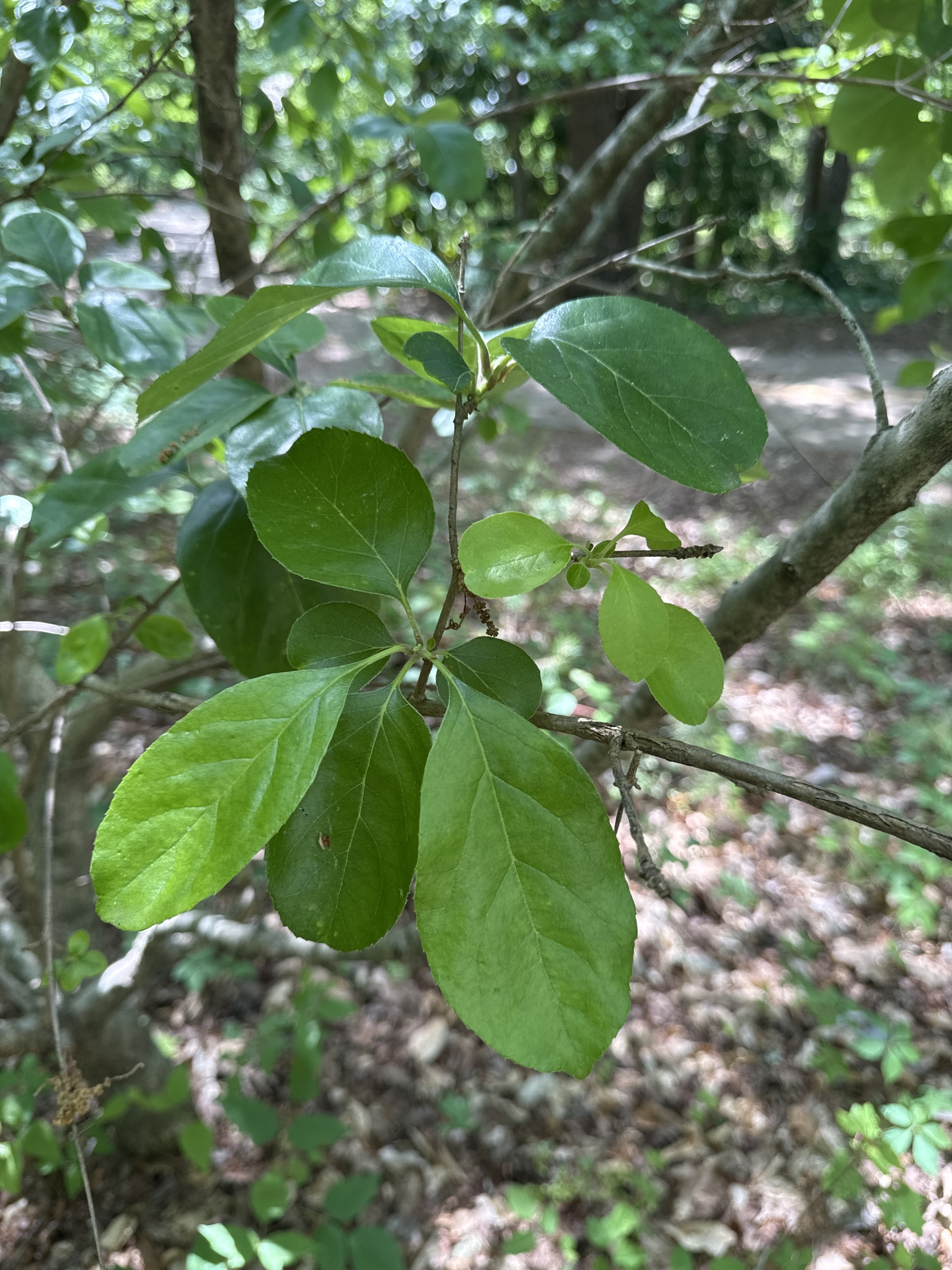Chinese Fringetree (Chionanthus retusus)