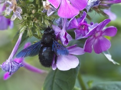 Xylocopa violacea