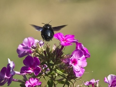 Xylocopa violacea