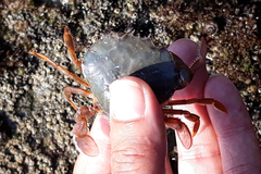 Polybius henslowii