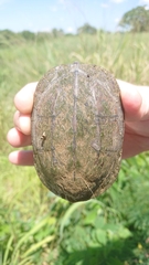 Kinosternon abaxillare