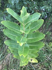 Asclepias syriaca