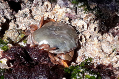 Polybius henslowii