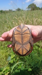 Kinosternon abaxillare