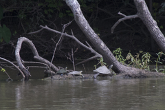 Graptemys sabinensis