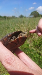 Kinosternon abaxillare