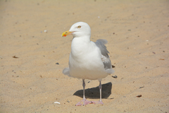 Larus argentatus argentatus