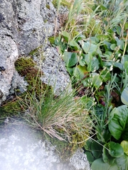 Silene altaica