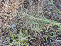 Leptochloa mucronata