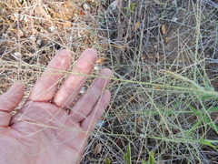 Leptochloa mucronata