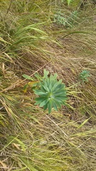 Euphorbia stepposa
