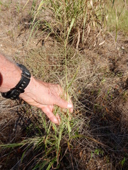 Leptochloa mucronata