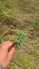 Euphorbia stepposa