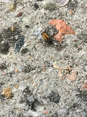 Chrysoclista linneella