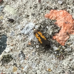 Chrysoclista linneella