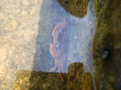 Cyclograpsus punctatus