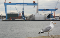 Larus argentatus argentatus