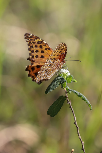 False Fritillary