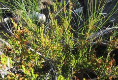 Erica uberiflora