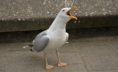 Larus argentatus argentatus