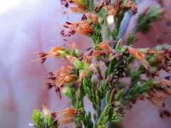 Erica uberiflora