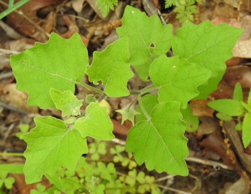 Image of Smallflower Groundcherry (Physalis cinerascens) by (c) saltyhiker, some rights reserved (CC BY)