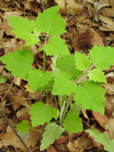 Image of Smallflower Groundcherry (Physalis cinerascens) by (c) saltyhiker, some rights reserved (CC BY)
