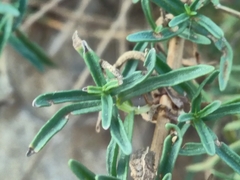 Mentha cervina
