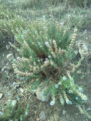 Mentha cervina