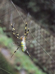 Trichonephila clavata