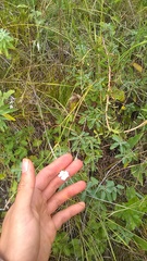 Dianthus fragrans