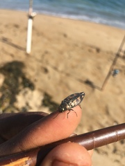 Buprestis maculipennis