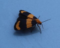 Eudesmia arida