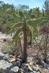 Consolea moniliformis