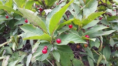 Lonicera alpigena