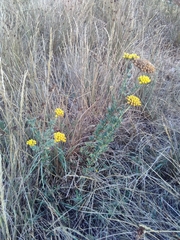 Achillea ageratum