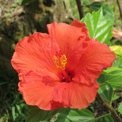 Hibiscus rosa-sinensis
