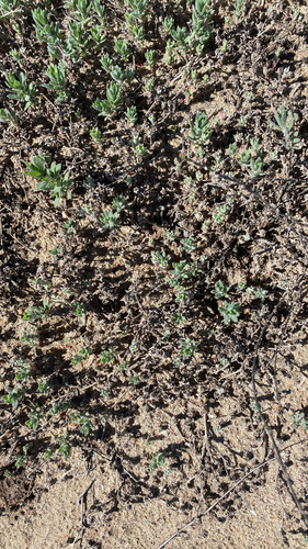 iNaturalist observation photo of Dicots